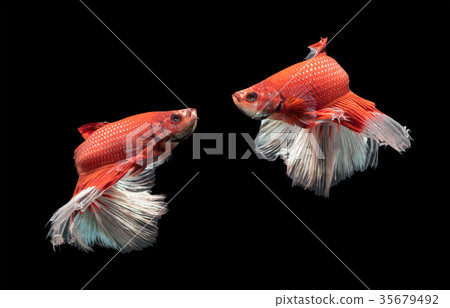 Motion of red with white siamese fighting fish 35679492