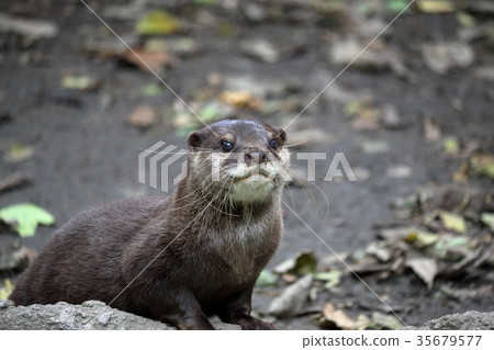 Small-clawed otter Small-clawed otter 35679577