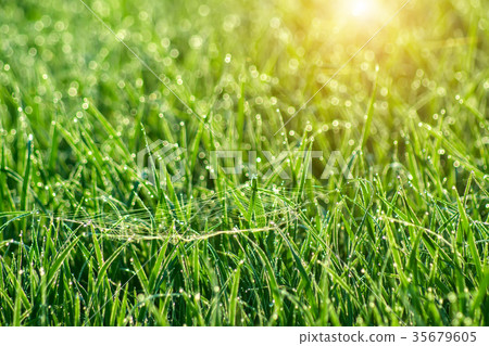 drop dew on rice leaf 35679605