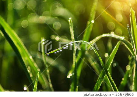 drop dew on rice leaf 35679606