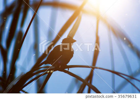 One lone bird is on a leaf in winter. One lone bird is on a leaf in winter. 35679631