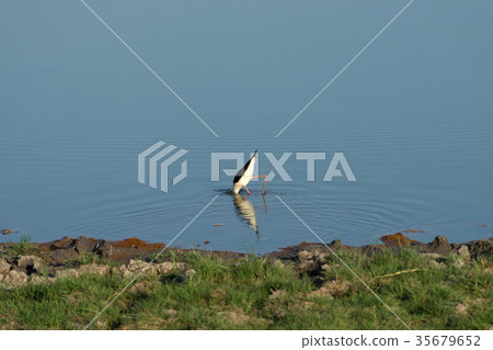 Wildlife sanctuaries of southern Thailand. 35679652