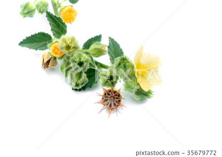 Sida cordifolia plant. Sida cordifolia plant. 35679772