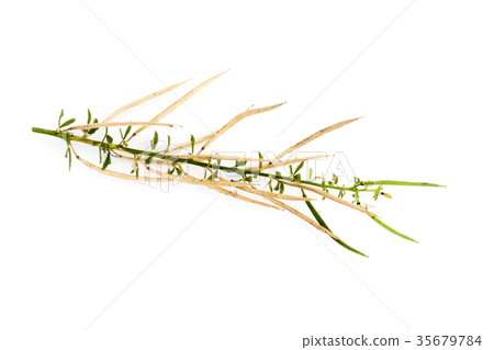 Seeds of Asian Spider plant. 35679784