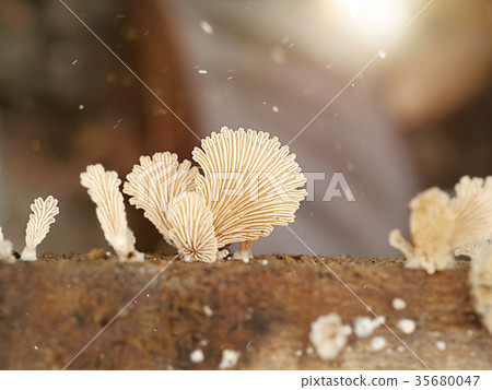 Schizophyllum commune mushrooms 35680047