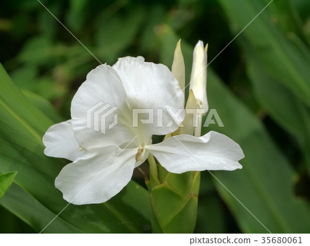 Hedychium coronarium plant Hedychium coronarium plant 35680061