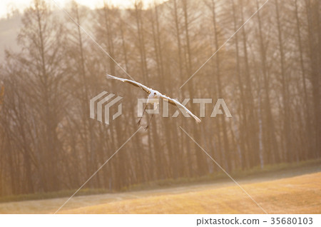 Tan butterfly (Hokkaido · Tsurui) which got into the landing posture after bathing in the morning sun 35680103