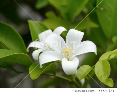 Close up of Murraya paniculata flower Close up of Murraya paniculata flower 35680124
