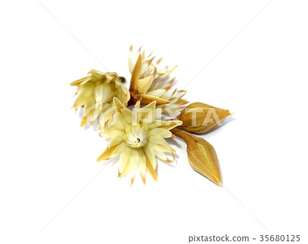 Mimusops elengi flowers on white background. Mimusops elengi flowers on white background. 35680125