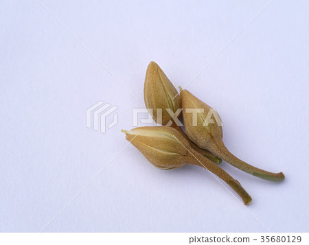 Mimusops elengi flowers on white background. Mimusops elengi flowers on white background. 35680129