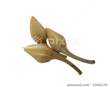 Mimusops elengi flowers on white background. Mimusops elengi flowers on white background. 35680130