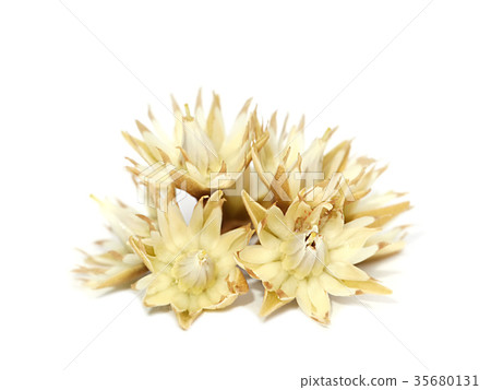 Mimusops elengi flowers on white background. Mimusops elengi flowers on white background. 35680131