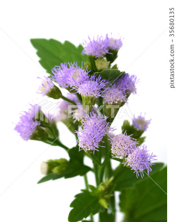 Siam weed, Bitter bush, Christmas bush Siam weed, Bitter bush, Christmas bush 35680135