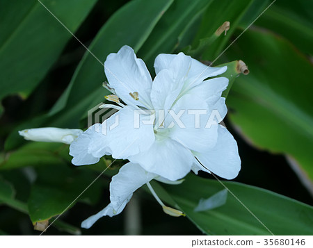 Hedychium coronarium plant Hedychium coronarium plant 35680146