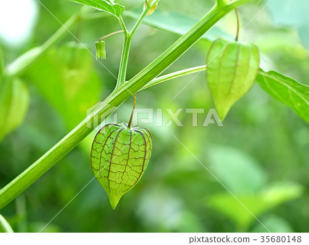 Green fruit of Physalis minima on tree. Green fruit of Physalis minima on tree. 35680148