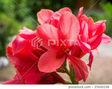 Pink flower of Canna indica plant. Pink flower of Canna indica plant. 35680286