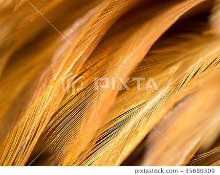 Close up abstract feather background Close up abstract feather background 35680309