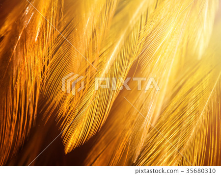 Close up abstract feather background Close up abstract feather background 35680310