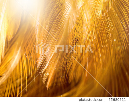 Close up abstract feather background 35680311