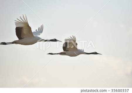 Two flying kites (Hokkaido · Tsurui) 35680337