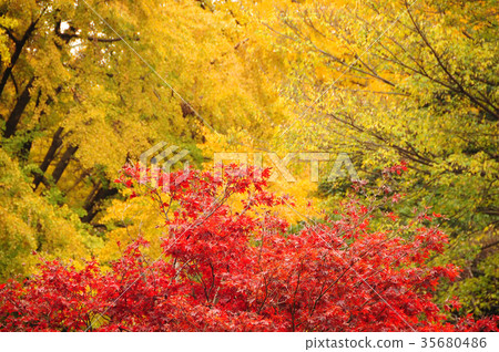 Autumn leaves around Shinjuku Gyoen Station in Shinjuku-ku, Tokyo 35680486