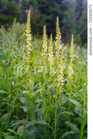 Yellow Pedicularis flowers. Altai Republic. Russia Yellow Pedicularis flowers. Altai Republic. Russia 35680673