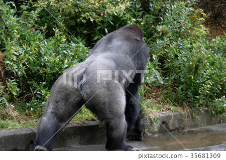 西部低地大猩猩背面圖 35681309