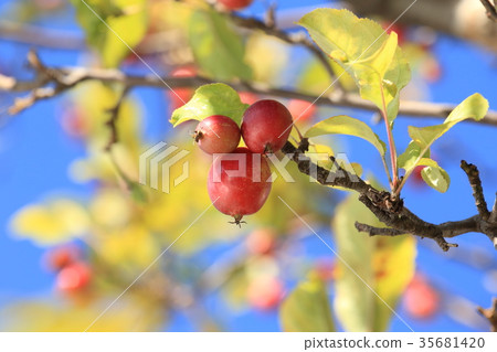 Autumn princess apple 35681420