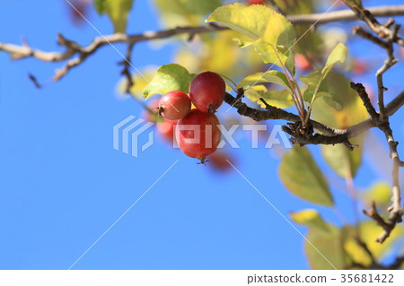 Autumn princess apple Autumn princess apple 35681422