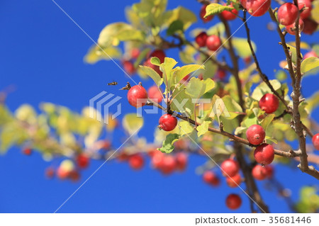 Autumn princess apple Autumn princess apple 35681446