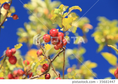 Autumn princess apple Autumn princess apple 35681447