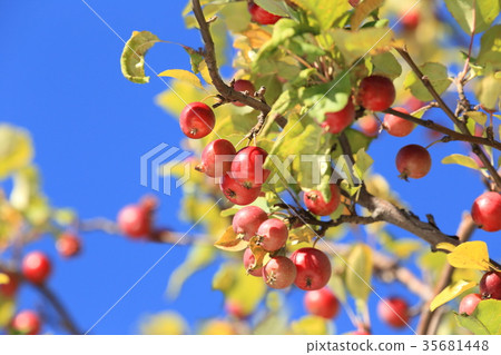 Autumn princess apple Autumn princess apple 35681448