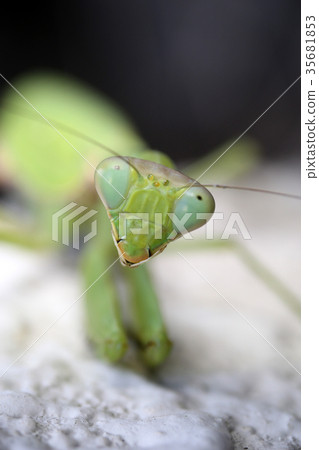 The face of the black-tailed mantis 35681853