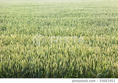 green wheat field 35681951