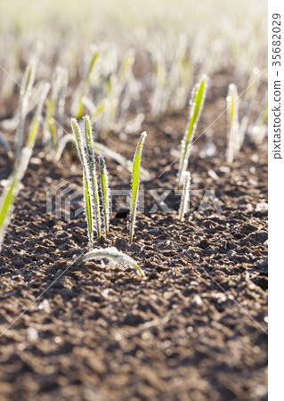 frost on the wheat 35682029