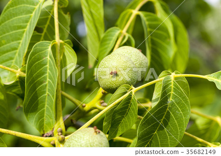 fruit garden harvest 35682149