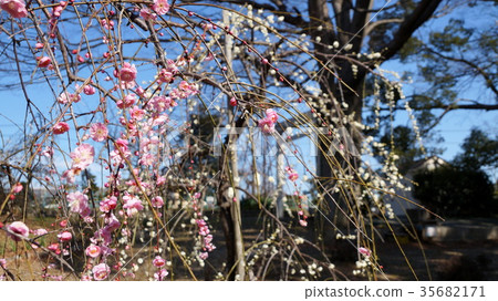 Umetsumi梅花園 35682171