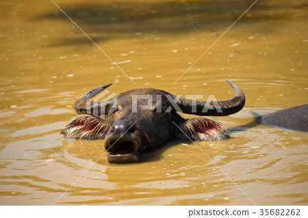 Water Buffalo Cooling Off In River 35682262