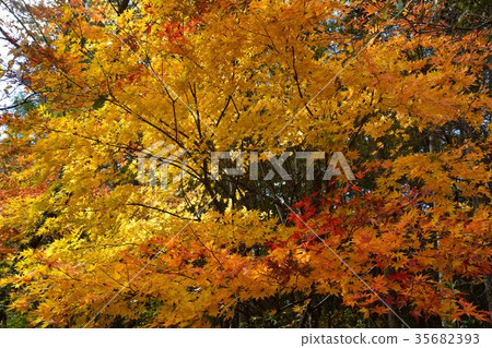 Autumn leaves of oak tree 35682393