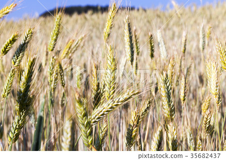 immature yellowing wheat immature yellowing wheat 35682437