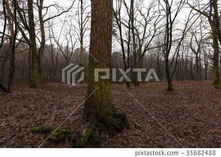 Forest in autumn Forest in autumn 35682488