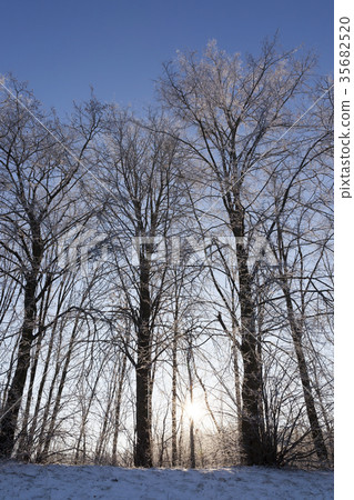 Trees on the hill Trees on the hill 35682520