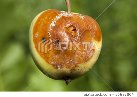 Spoiled apple harvest 35682804