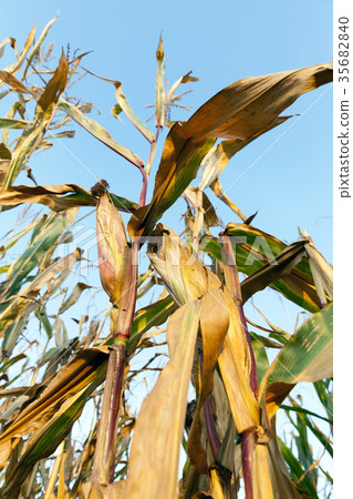 Field corn, agriculture Field corn, agriculture 35682840