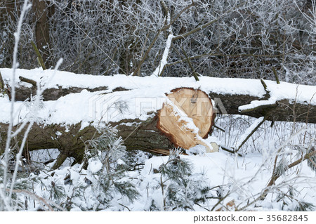 Winter time of the year, photo 35682845