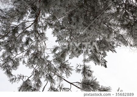 Winter trees, close-up Winter trees, close-up 35682889
