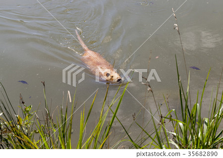 Water in the lake Water in the lake 35682890