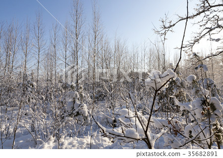 Trees in winter Trees in winter 35682891