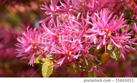 Tokiwamansaku 35683051