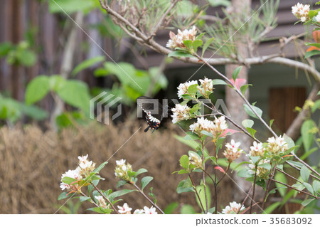 Butterfly on flower at fkiwer show 35683092